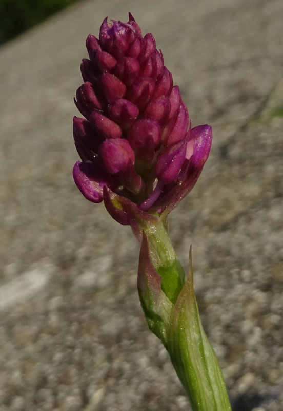 Anacamptis pyramidalis - Rovereto (TN)